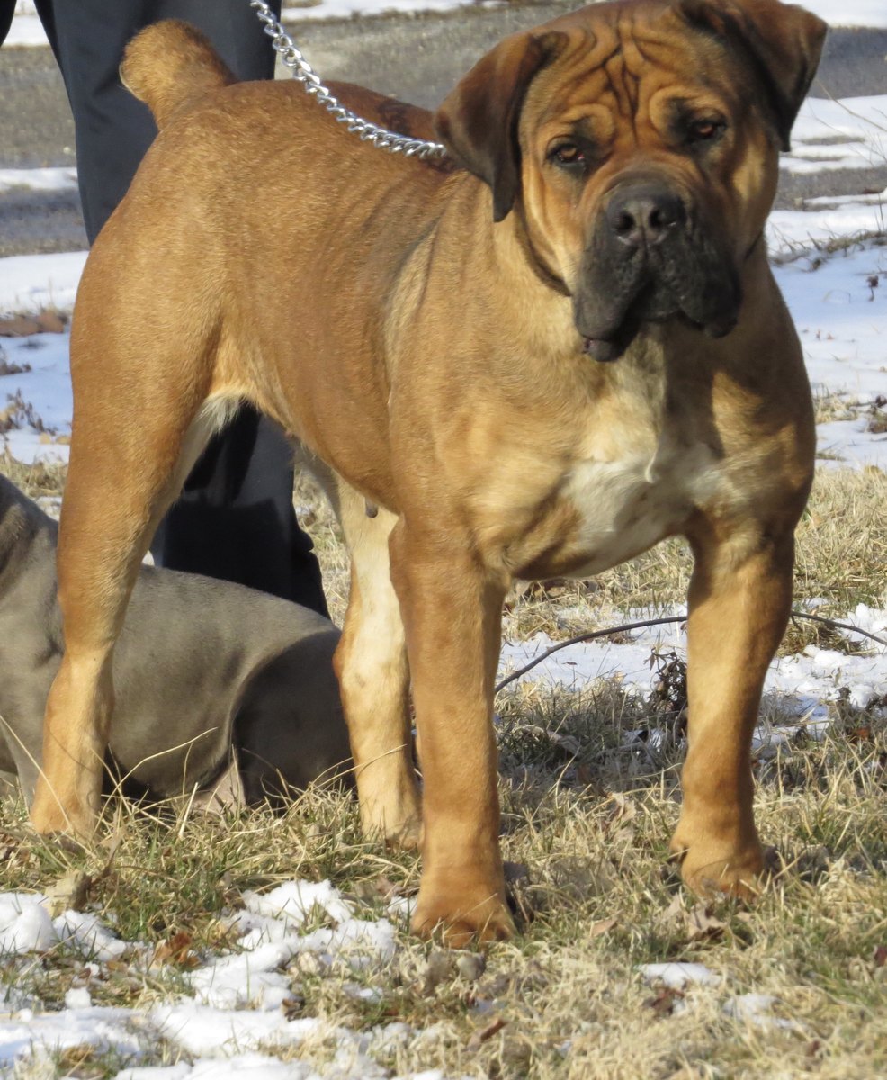 Cityscape boerboels sales