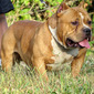 Bullpack Cornbread